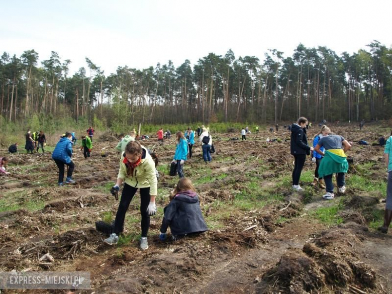 Święto Lasu w Mrozowie
