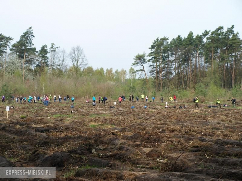 Święto Lasu w Mrozowie