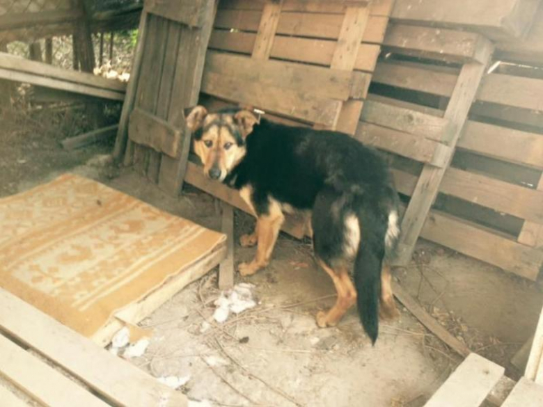 Pies został znaleziony na terenie Środy Śląskiej