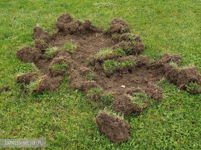 Zniszczone boisko w Szczepanowie