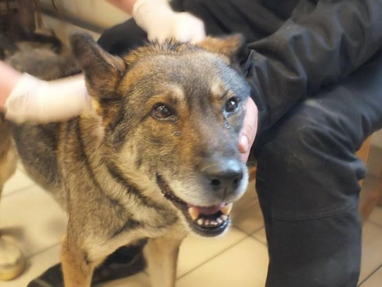 Zaniedbany pies w Udaninie