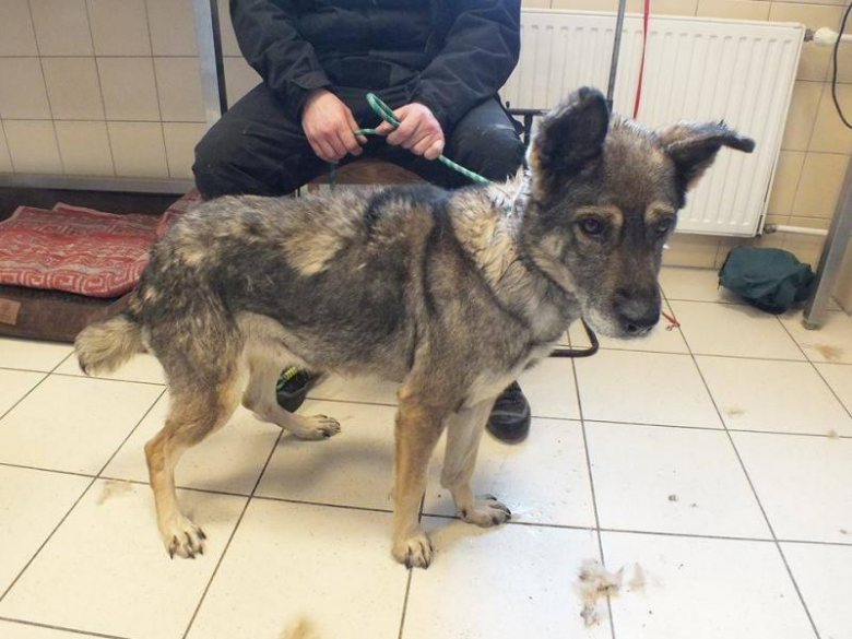 Zaniedbany pies w Udaninie