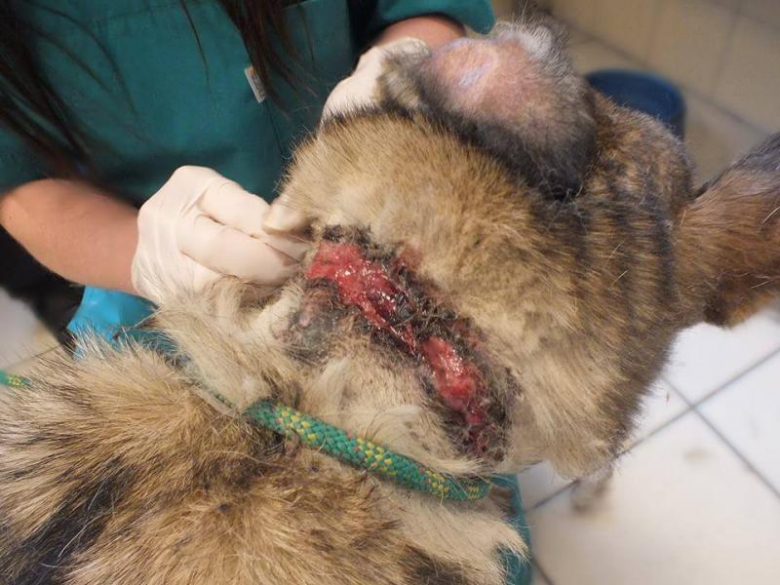 Zaniedbany pies w Udaninie