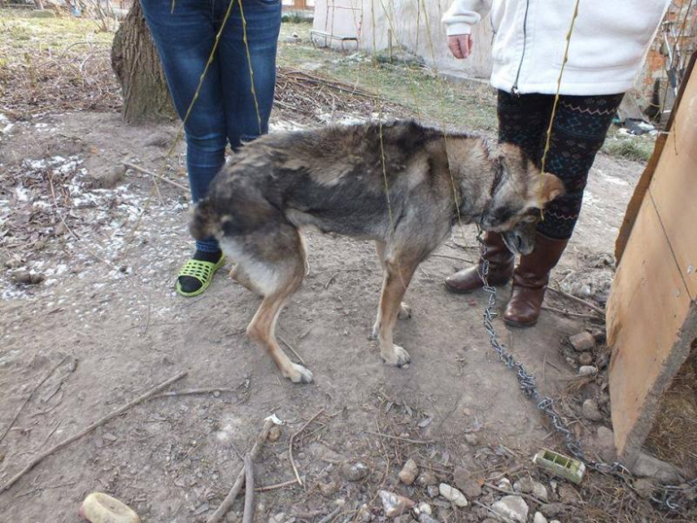 Zaniedbany pies w Udaninie