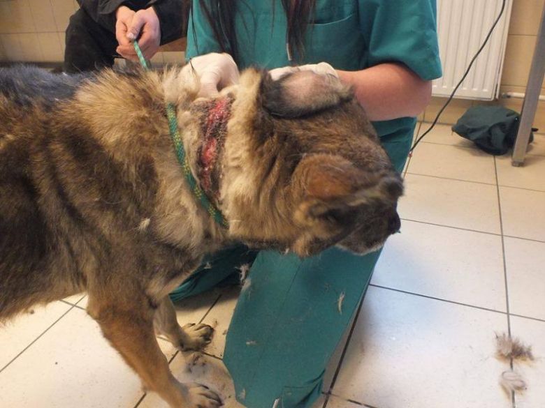 Zaniedbany pies w Udaninie