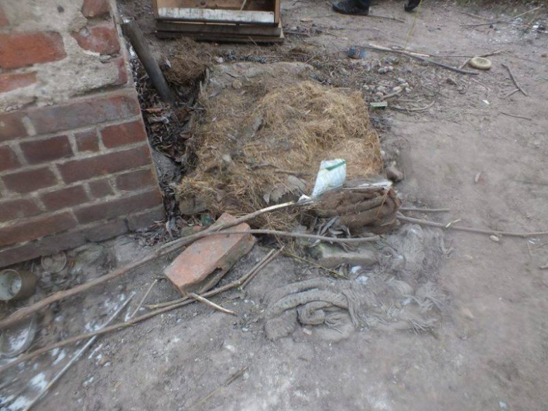 Zaniedbany pies w Udaninie