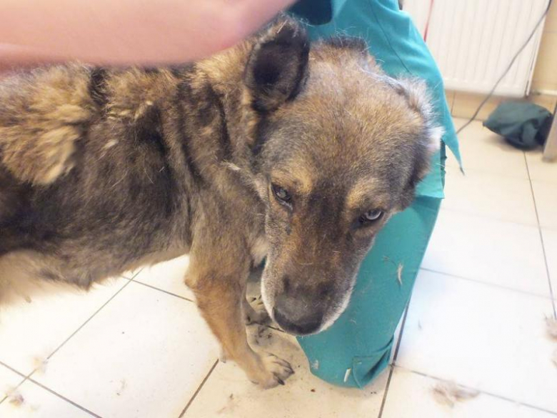 Zaniedbany pies w Udaninie