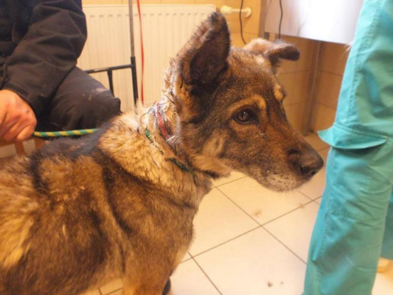 Zaniedbany pies w Udaninie