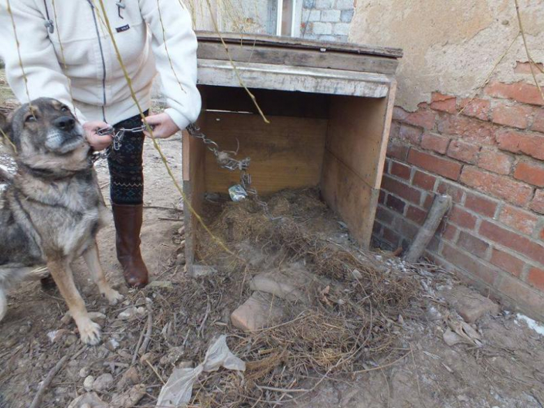 Zaniedbany pies w Udaninie