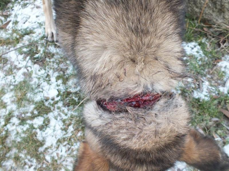 Zaniedbany pies w Udaninie