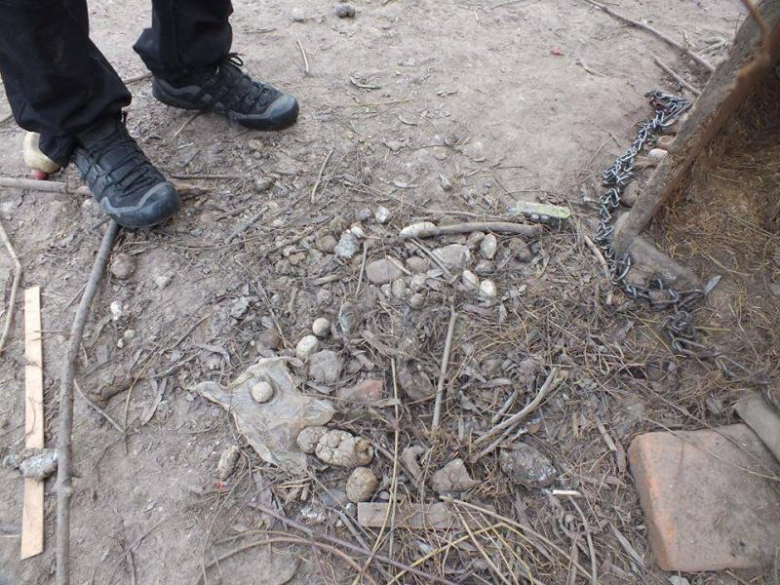 Zaniedbany pies w Udaninie