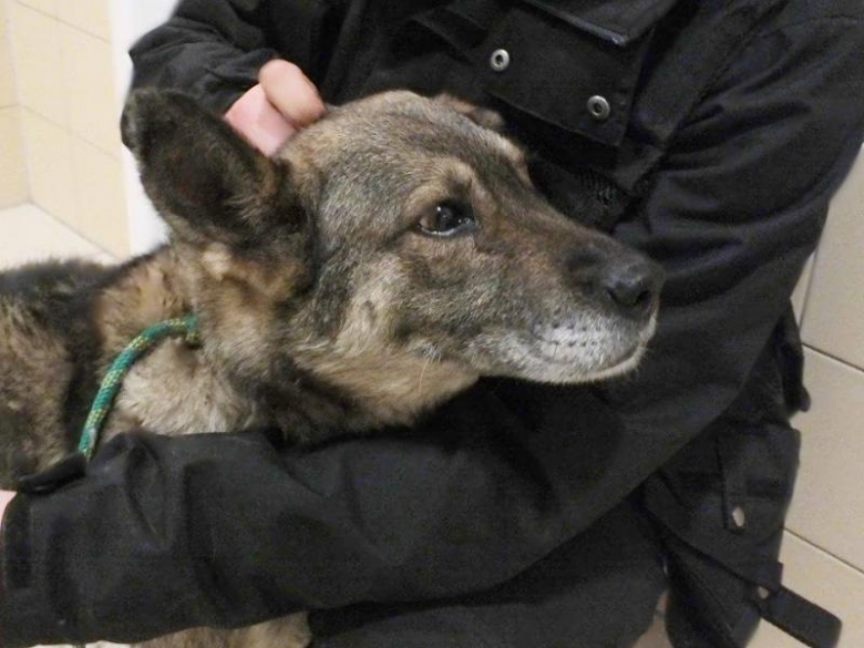 Zaniedbany pies w Udaninie