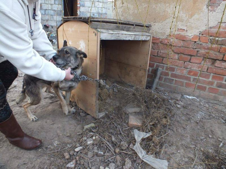 Zaniedbany pies w Udaninie