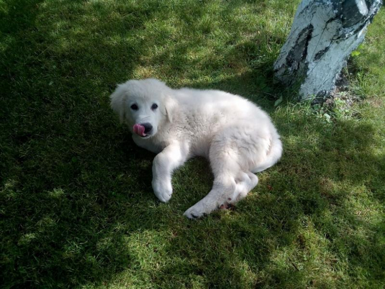 Skradziony szczeniak