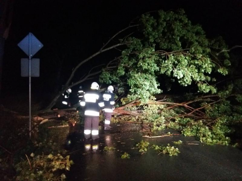 Powalone drzewo w Łagiewnikach Średzkich