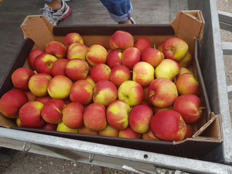 Akcja rozdawania jabłek w Pichorowicach