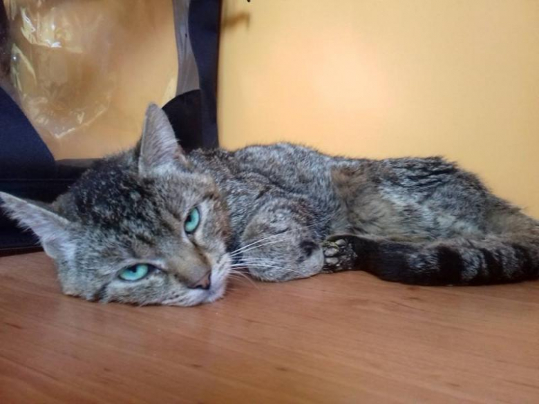 Kociaki szukają domu