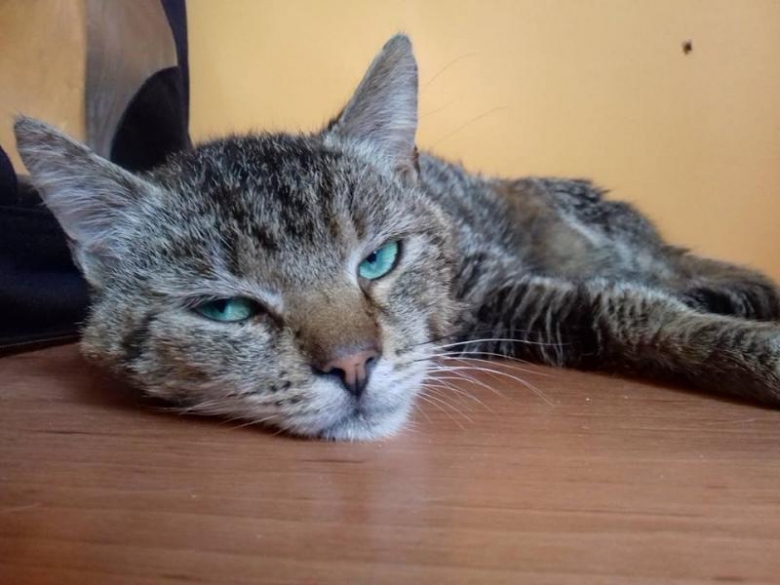 Kociaki szukają domu