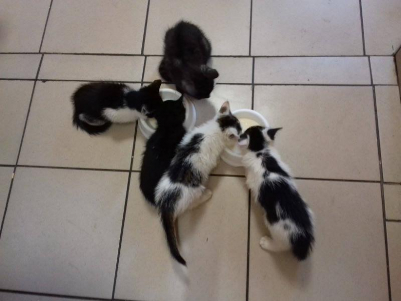 Kociaki szukają domu