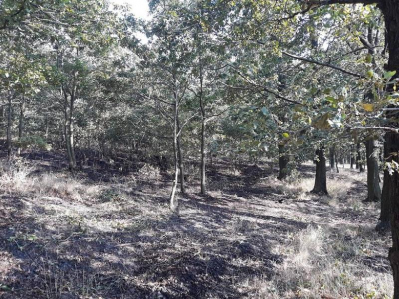 Pożar lasu i pola w Konarach