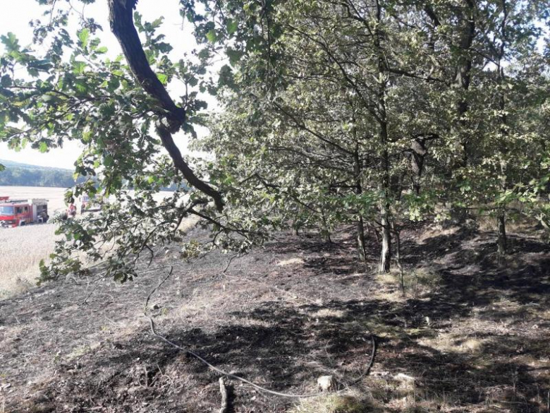 Pożar lasu i pola w Konarach