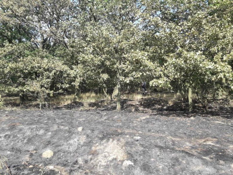 Pożar lasu i pola w Konarach