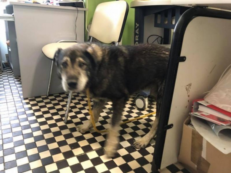 Pies zgubił się na terenie gminy Miękinia