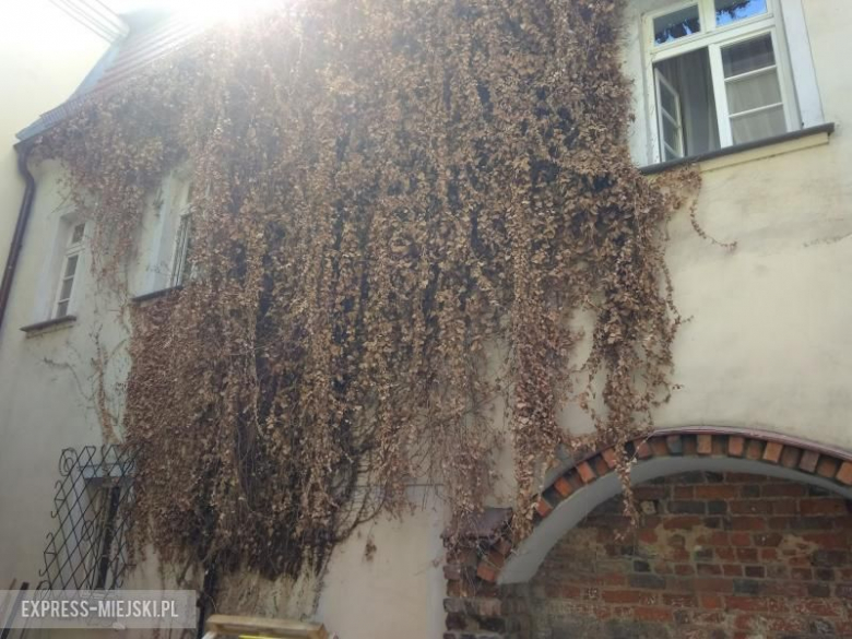 Ścięty bluszcz na dziedzińcu muzeum