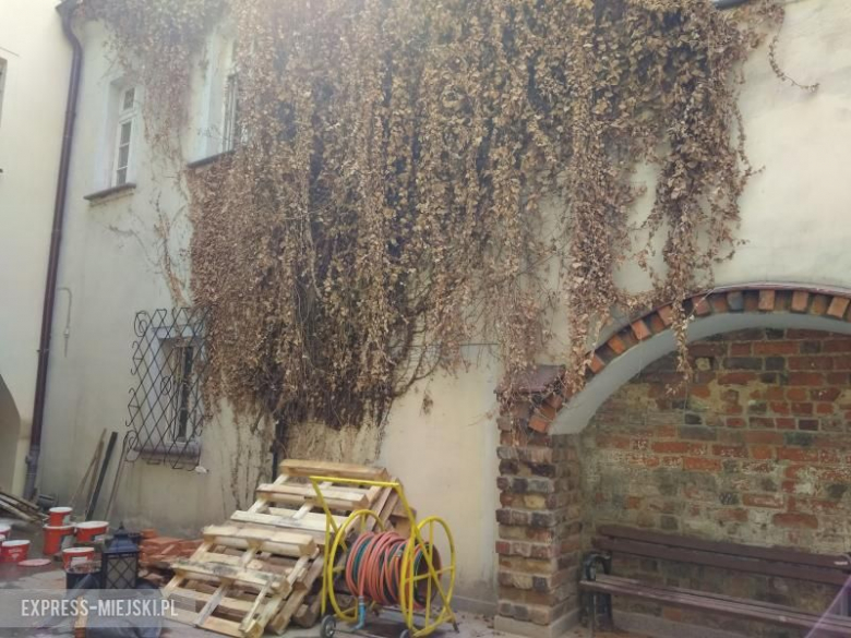 Ścięty bluszcz na dziedzińcu muzeum