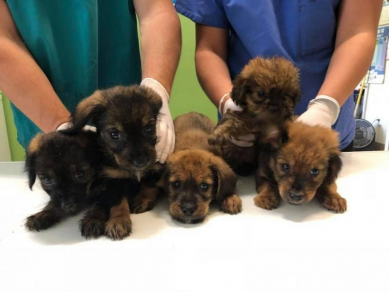 Szczeniaki szukają nowych domów