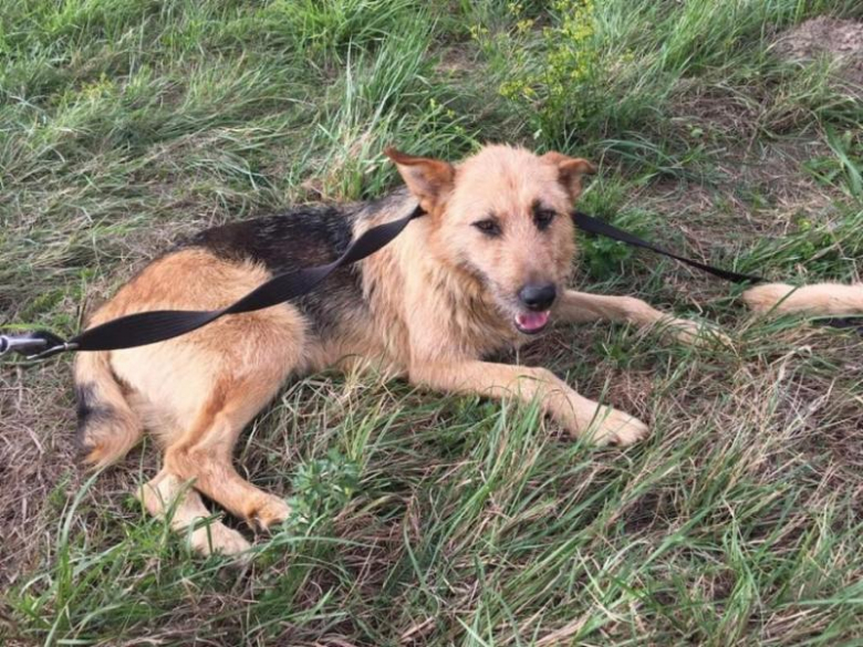 Psy szukają właściciela