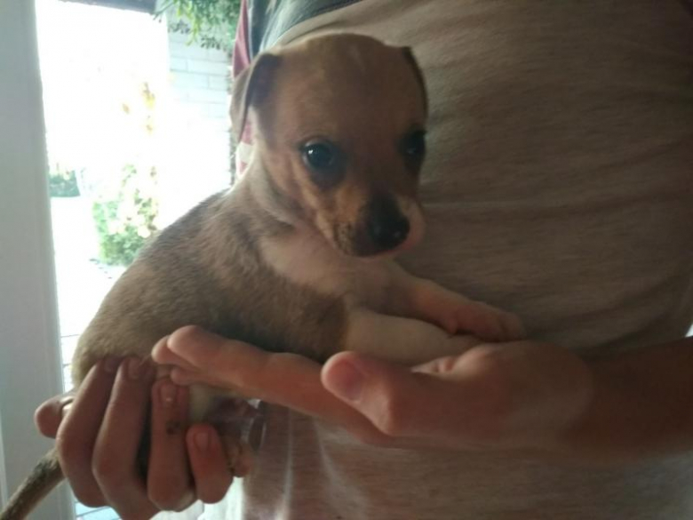 Pieski szukają nowego domu