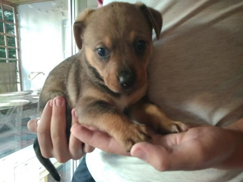 Pieski szukają nowego domu