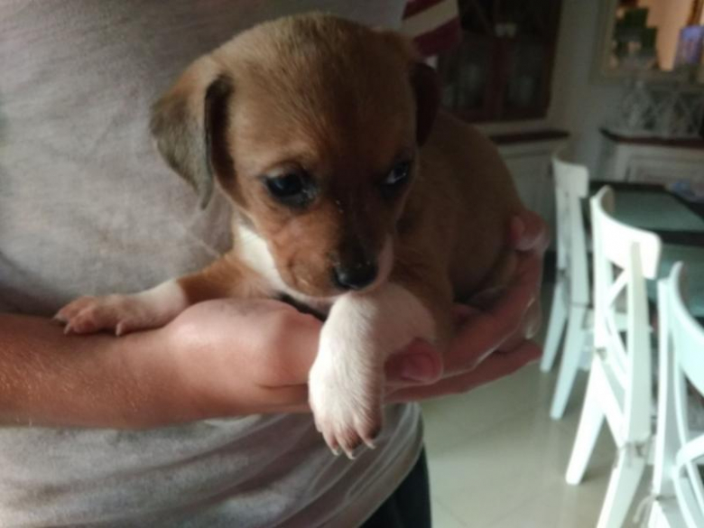 Pieski szukają nowego domu