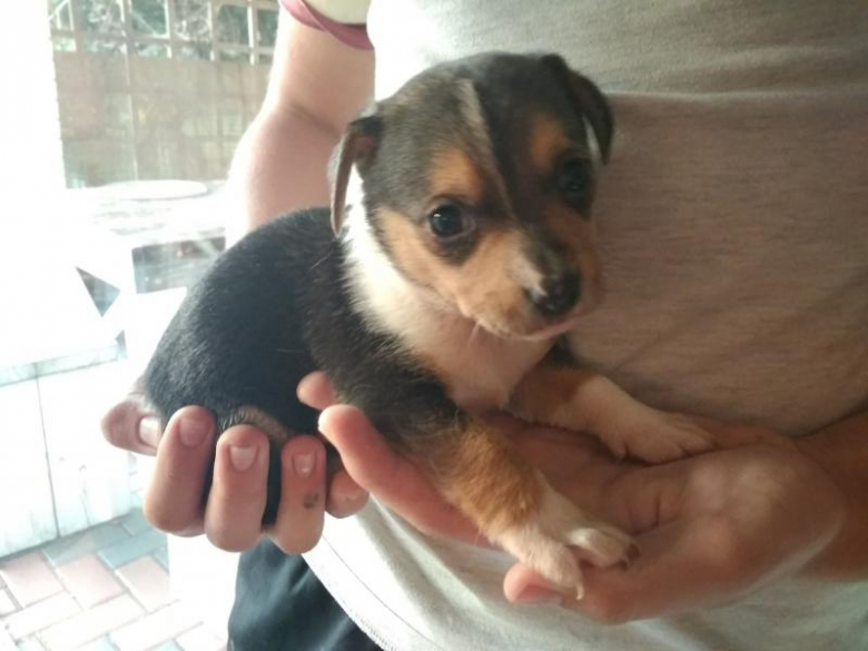 Pieski szukają nowego domu