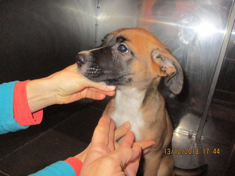 Znaleziony szczeniak