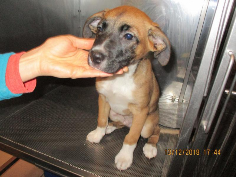 Znaleziony szczeniak