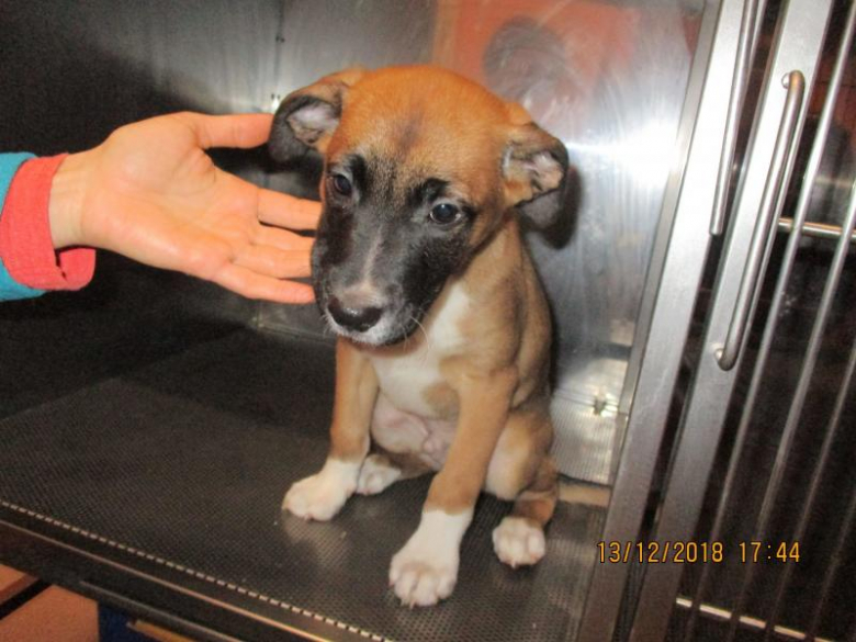 Znaleziony szczeniak