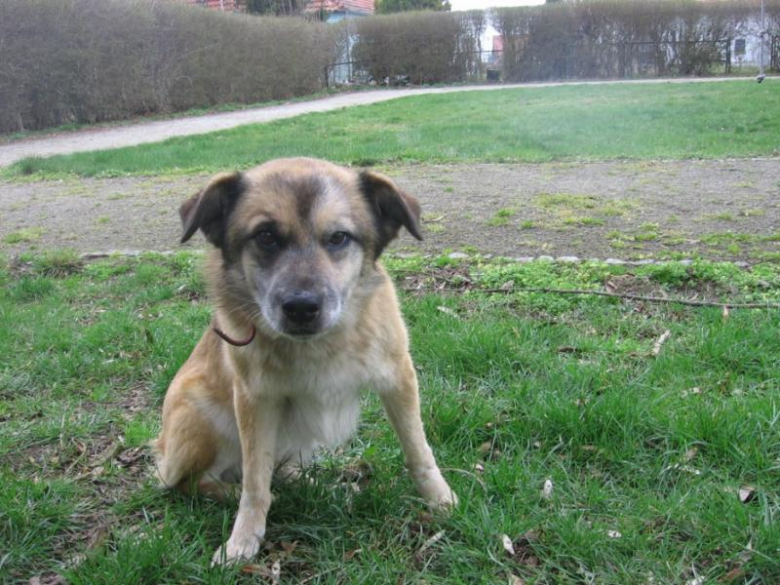 Znaleziono psa na terenie gminy Miękinia