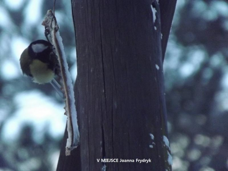 Konkurs fotograficzny "Zima w obiektywie"