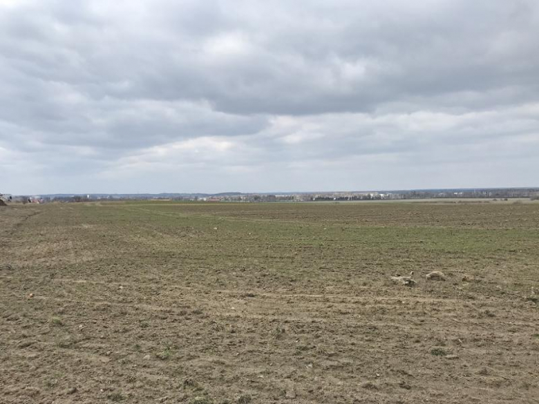 Wycięty sad na Winnej Górze