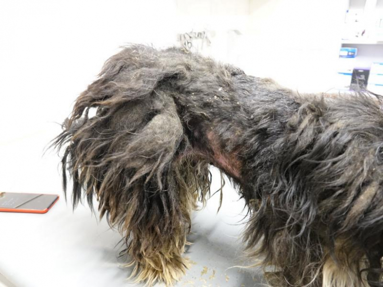 Ekostraż odebrała dwa silnie zaniedbane psy z Księgienic