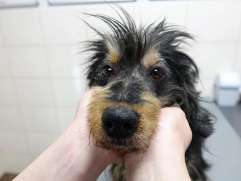 Ekostraż odebrała dwa silnie zaniedbane psy z Księgienic