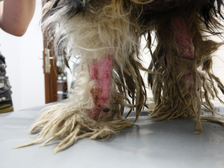 Ekostraż odebrała dwa silnie zaniedbane psy z Księgienic