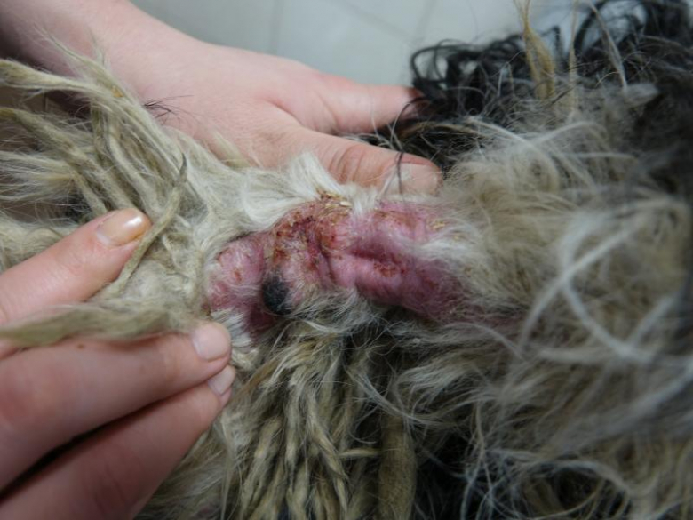 Ekostraż odebrała dwa silnie zaniedbane psy z Księgienic