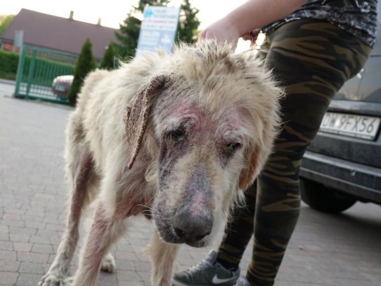 Ekostraż odebrała dwa silnie zaniedbane psy z Księgienic