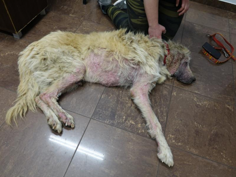 Ekostraż odebrała dwa silnie zaniedbane psy z Księgienic