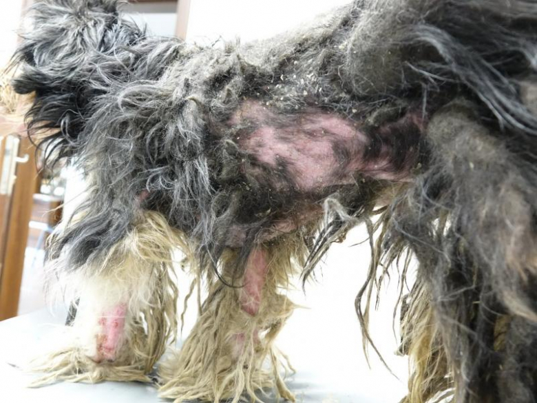 Ekostraż odebrała dwa silnie zaniedbane psy z Księgienic