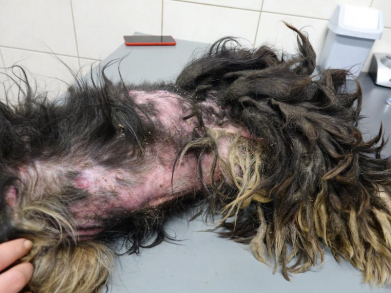 Ekostraż odebrała dwa silnie zaniedbane psy z Księgienic