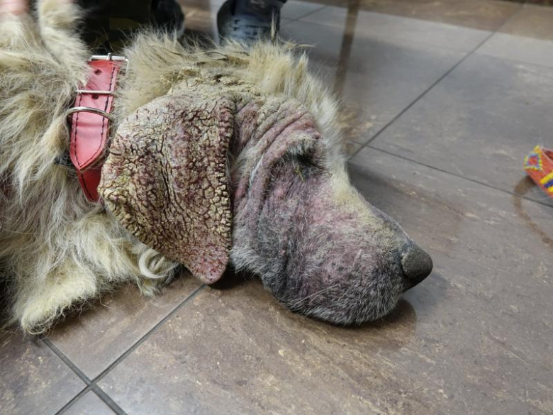 Ekostraż odebrała dwa silnie zaniedbane psy z Księgienic